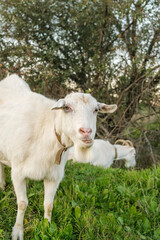 Two white goats are grazing in a green field during sunset. The warm light shines through the trees, creating a peaceful rural atmosphere.