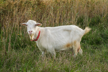 Naklejka premium A white goat with a red collar wanders through tall grass on a farm, its curious gaze directed towards the camera as the sun sets, creating a warm atmosphere.