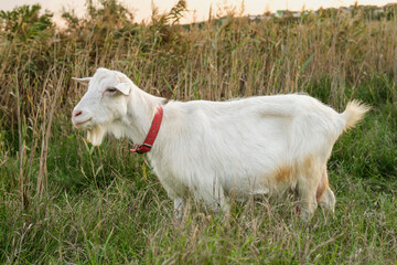 Obraz premium A white goat with a collar grazes peacefully in a vibrant field at sunset, surrounded by tall grass and wild plants, capturing the essence of rural life.