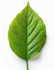Obraz premium Green leaf isolated on transparent or white background