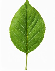 Fototapeta premium Green leaf isolated on transparent or white background
