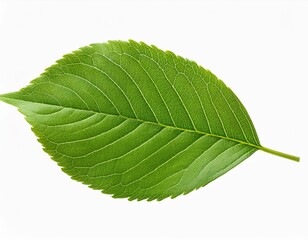 Obraz premium Green leaf isolated on transparent or white background