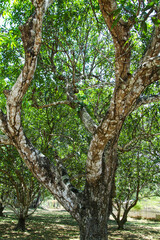 Shady trees and green leaves under the blue sky