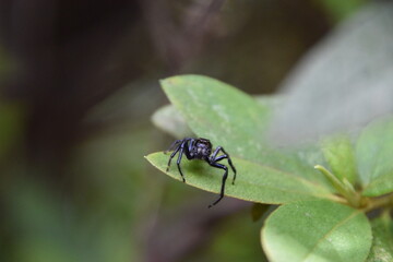 tiny black jumping spider with green leaves background