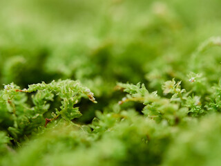 雨の日の森の地面に緑の苔のマクロ写真の風景