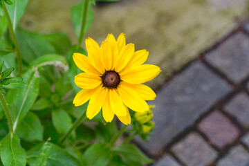 High angle view of yellow Rudbeckia hirta L. flower at botanical garden of Trauttmansdorff Castle at Italian City of Meran on a sunny summer day. Photo taken July 16th, 2024, Merano Meran, Italy.