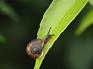 雨の日の森の葉っぱの上にいるカタツムリの様子