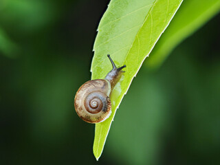 雨の日の森の葉っぱの上にいるカタツムリの様子
