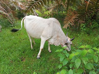 White cow grazing in a lush green field, surrounded by palm trees.