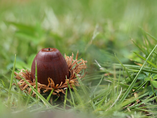 秋の公園の地面に落ちるドングリの様子