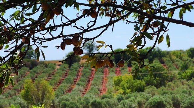 An almond tree hung with ripening green nuts against a sunny sky. Unripe green almonds hanging from the branches on a sunny day. Fresh green almond fruits on a tree, through the sun's rays. 4К