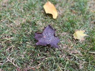Black maple leaf on the faded grass