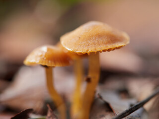 雨の日の森の地面から出た小さいキノコの様子