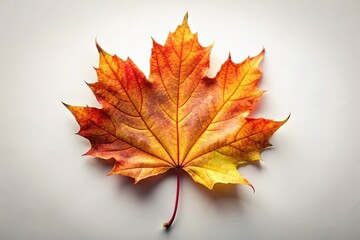 Fototapeta premium A stark white background showcases the intricate details of a weathered maple leaf, a testament to the season's passage.