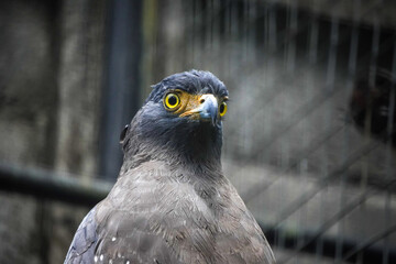 Close up photo of The crested serpent eagle (Spilornis cheela). Concept for World Animal Day