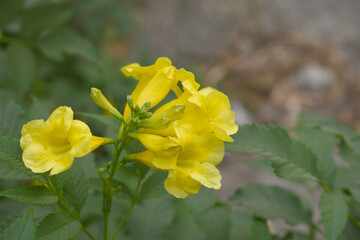 Yellow trumpetbush (Tecoma stans) Called Yellow bell or Yellow Elder Flower, trumpet flower, Beautiful bunch of yellow flowers closeup with green leaves Background, tecoma stans