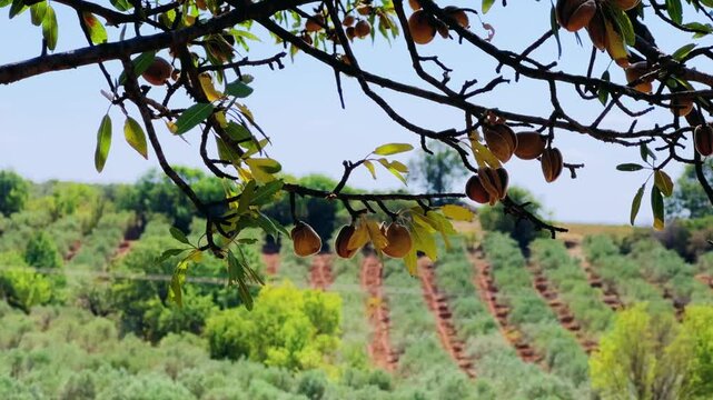 An almond tree hung with ripening green nuts against a sunny sky. Unripe green almonds hanging from the branches on a sunny day. Fresh green almond fruits on a tree, through the sun's rays. 4К