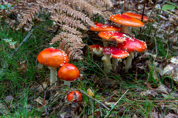 Fly agaric in the forest, autumn