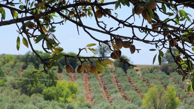An almond tree hung with ripening green nuts against a sunny sky. Unripe green almonds hanging from the branches on a sunny day. Fresh green almond fruits on a tree, through the sun's rays. 4К
