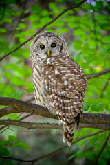 Barred Owl