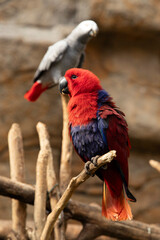 Bright red parrot on a tree, close-up and place for ad text about birds