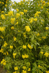 Fototapeta premium Yellow trumpetbush (Tecoma stans) Called Yellow bell or Yellow Elder Flower, trumpet flower, Beautiful bunch of yellow flowers closeup with green leaves Background, tecoma stans