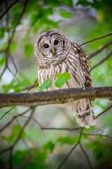 Barred Owl