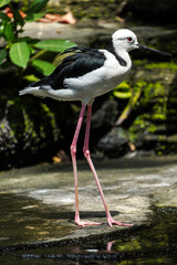 The pied stilt (Himantopus leucocephalus) is a waterbird and feeds in shallow water, also known as the white-headed stilt, is a shorebird in the family Recurvirostridae. Concept for world animal day