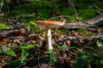 Fly agaric in the forest, autumn