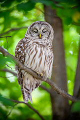 Barred Owl