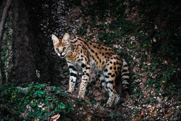 Serval is a medium-sized wild cat native to Africa. The serval’s coat is a golden-yellow color, covered with black spots and stripes. Concept for World Animal Day