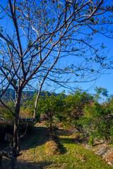 the view of trees in arid land is suitable as a background