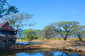 Obraz premium Trees and huts on the edge of the pond embankment that reflect shadows
