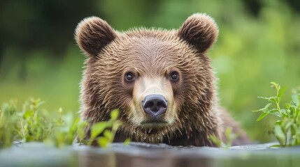 Obraz premium Close up of a Brown Bear Wading in a River Wildlife Photography Nature Wild Animal