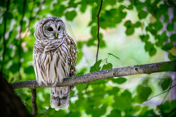Barred Owl