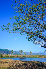 Trees on the edge of the pool embankment that reflect shadows