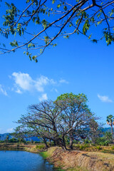 Trees on the edge of the pool embankment that reflect shadows