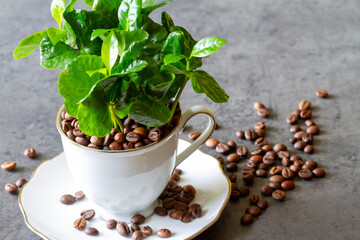 Coffea arabica seedling grows from cup full of coffee beans, creative concept