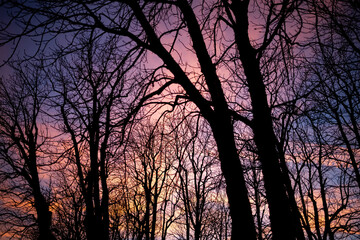 Serene Trees Framed by a Pink Sunse