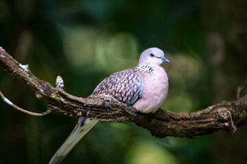 Spotted dove bird subspecies from Srilanka on a branch