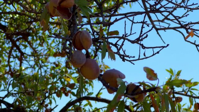 An almond tree hung with ripening green nuts against a sunny sky. Unripe green almonds hanging from the branches on a sunny day. Fresh green almond fruits on a tree, through the sun's rays. 4К