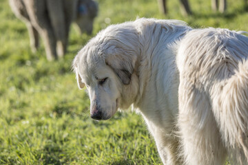 Portrait of a herd dog, patou breed