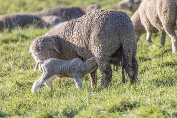 a lamb suckles its mother in a meadow