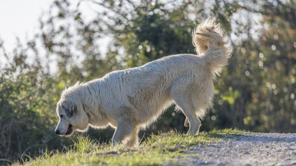 Portrait of a herd dog, patou breed