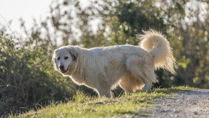 Obraz premium Portrait of a herd dog, patou breed