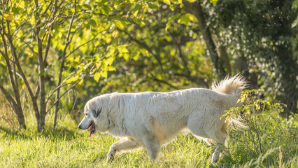 Obraz premium Portrait of a herd dog, patou breed