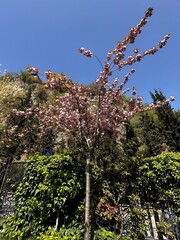 blossom tree in pink