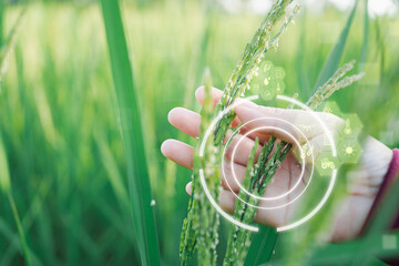 Thai Farmer’s Hand with Rice Grains and Virtual Screen Showing Crop Health Analysis A Look into Quality Inspection, Farming Innovation, and Sustainable Agriculture for High-Yield Rice Production