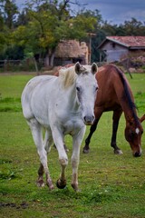 Fototapeta premium Horses in pens at a ranch