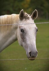 Obraz premium Horses in pens at a ranch